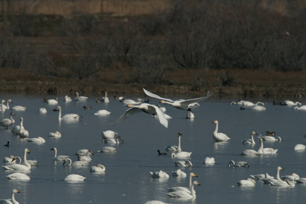 A flock of Bewick's Swan on 22/02/2008 in the Evros Delta.