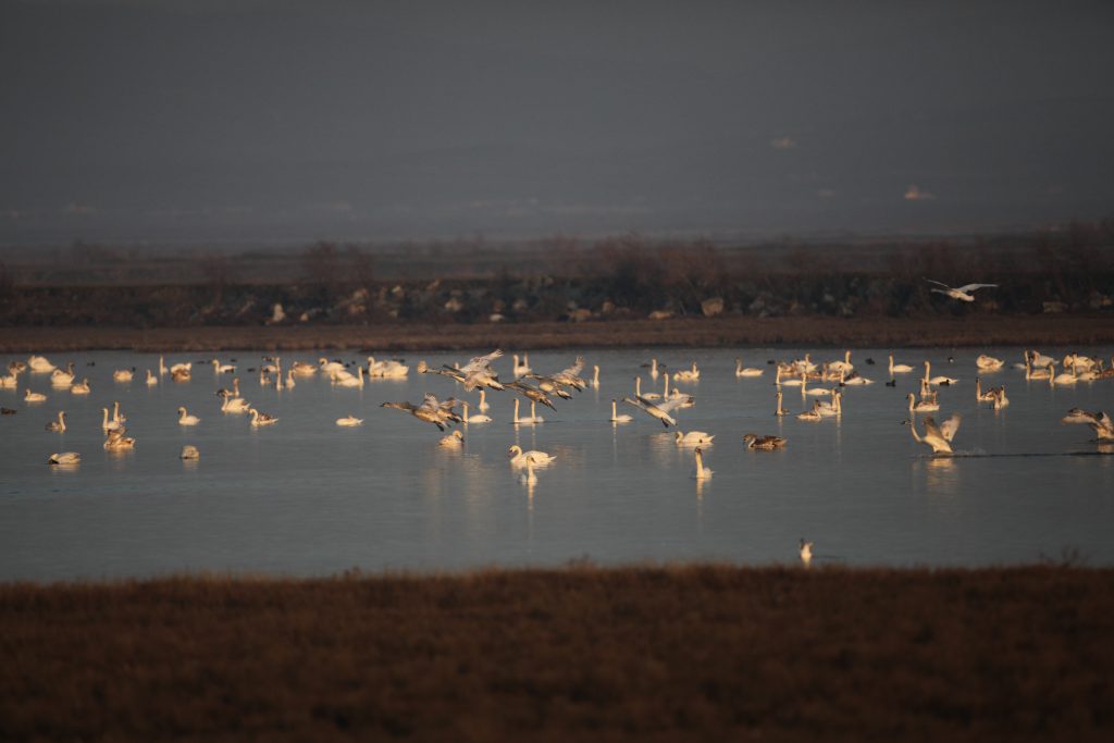 Cygnes tuberculés et de Bewick sur la lagune de Paloukia, 06/02/2011 (photo Didier Vangeluwe)