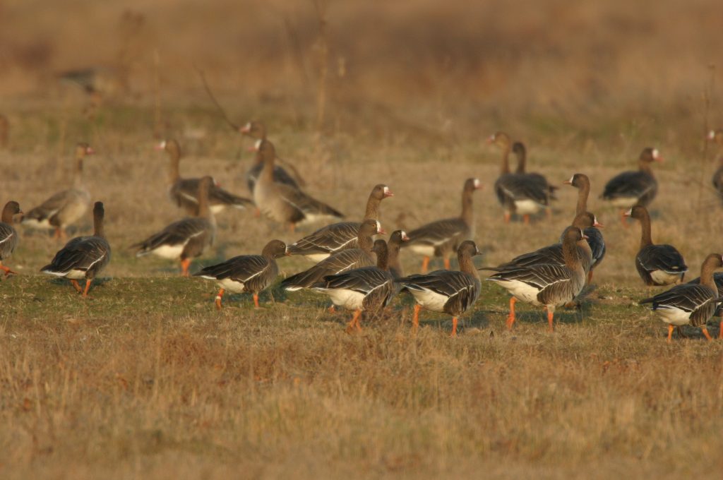 Scandinavian Lesser white-fronted Geese photographed in the Evros Delta on 05/01/2007 (photo Didier Vangeluwe)