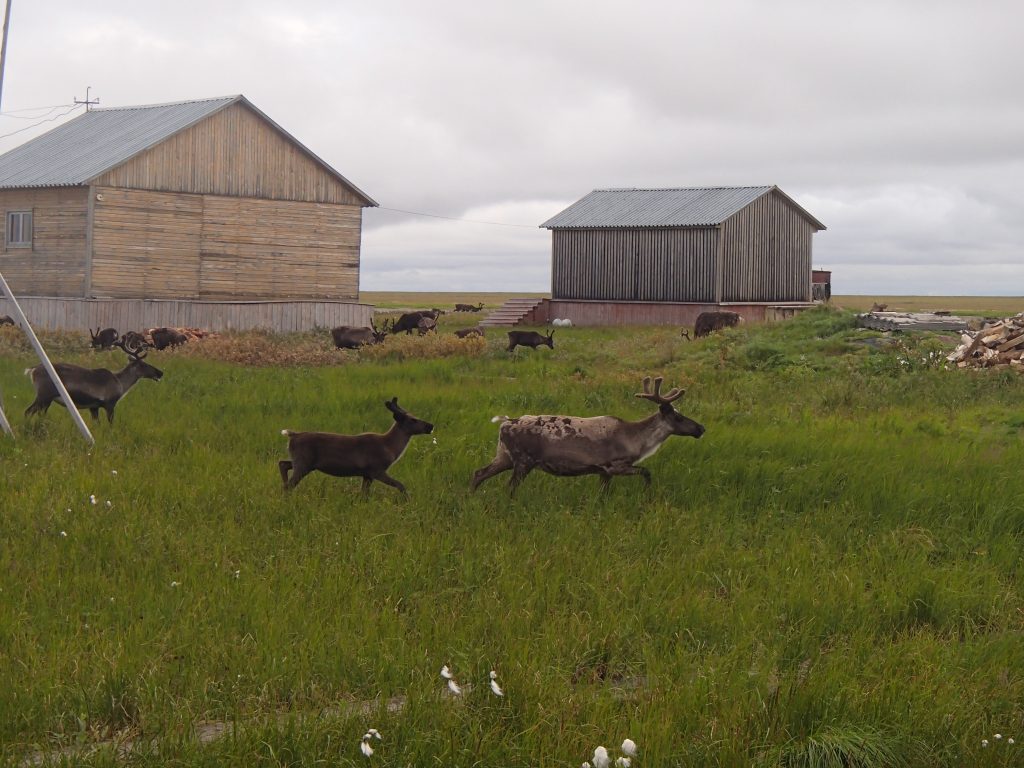 Reindeer crossing the base camp