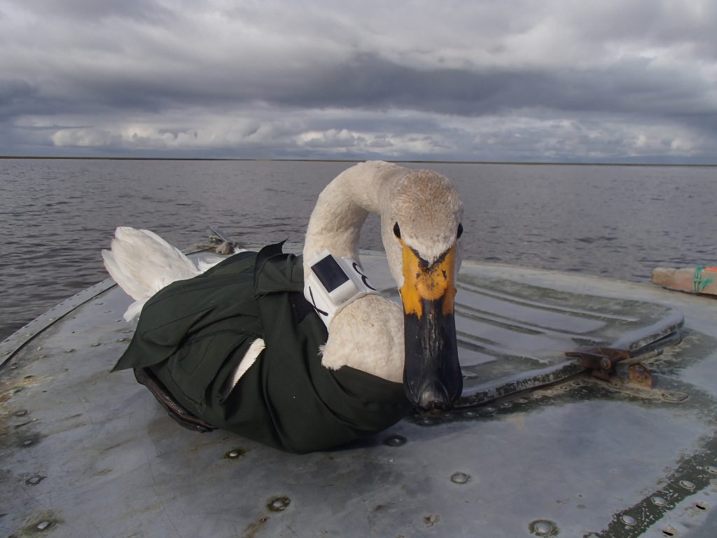 Bewick's Swan id 843X with the satellite transmitter attached to the collar (photo Didier Vangeluwe)