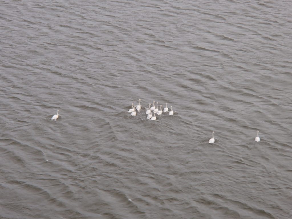 A flock of 14 Bewick's Swans in flightless moult in Yuribey Delta (photo Didier Vangeluwe)