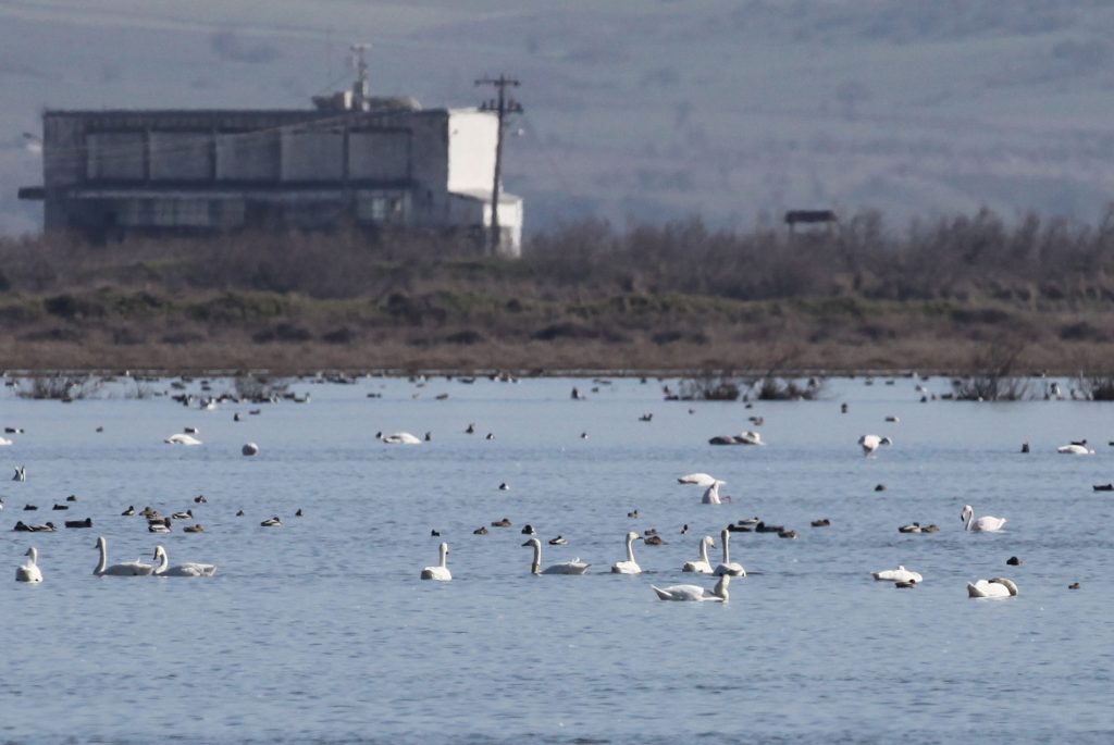 Evros Delta, Dimitriades area, 18/02/2010, in the centre of the picture, going to the left, the Bewick's Swan marked with a neck collar on 16/12/2006 in Wieringermeer (photo Didier Vangeluwe)
