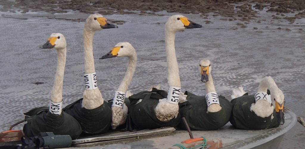 Five Bewick's Swans just prior to release in the Yuribey Delta (photo Didier Vangeluwe)