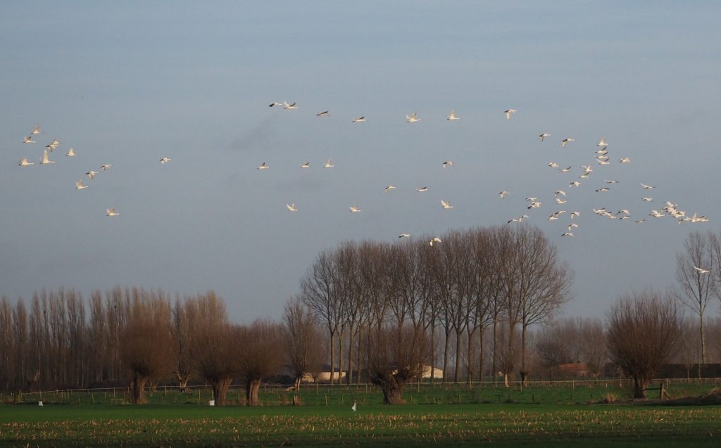 Départ vers le dortoir, Ede 30/12/2015.