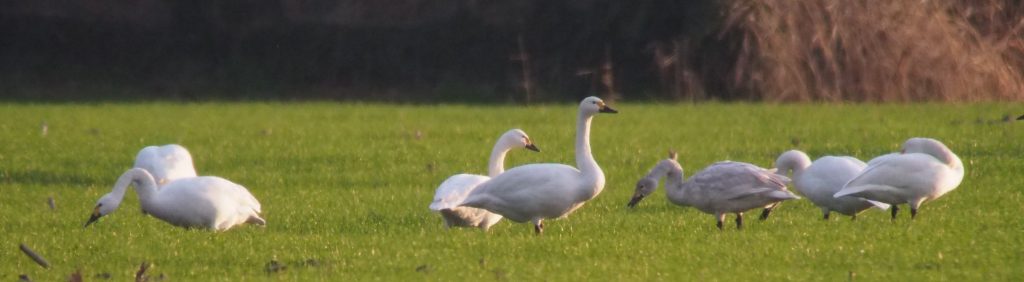 Groupe de Cygnes de Bewick dans un champ, Ede 30/12/2015.