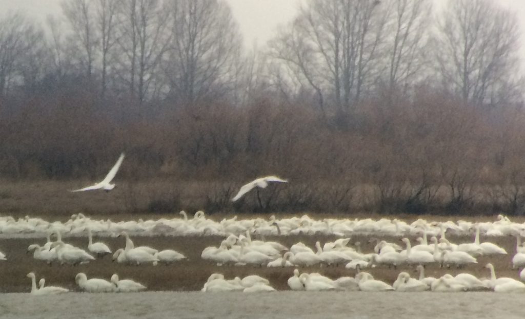 Part of the record flock of Bewick's Swan observed in the Evros Delta, 05/02/2016 (photo Didier Vangeluwe).