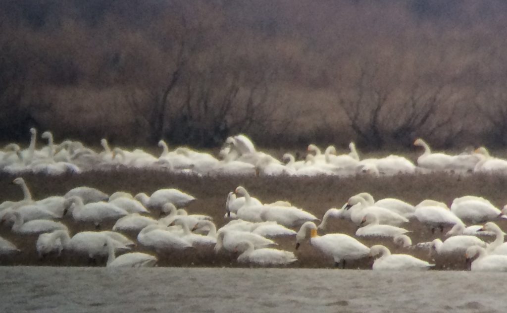 Bewick's Swan marked with a yellow neckcollar originating from the Netherlands, Dimitriades area 05/02/2016 (photo Didier Vangeluwe).