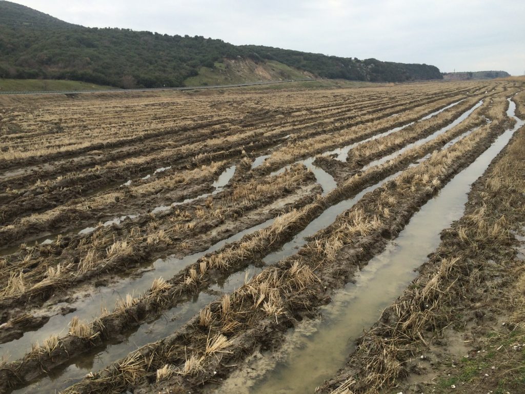 Rice stubbles in Turkey: the essential feeding grounds of Bewick's Swan wintering in the Evros Delta, 09/02/2016 (photo Didier Vangeluwe).