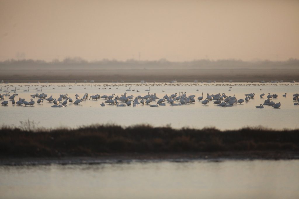The roosting flock extends on 1 km, 03/02/2016 (photo Didier Vangeluwe).