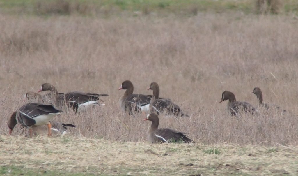 A Lesser white-fronted Goose wintering among the Greater white-fronted Geese, 11/02/2016 (photo Didier Vangeluwe).