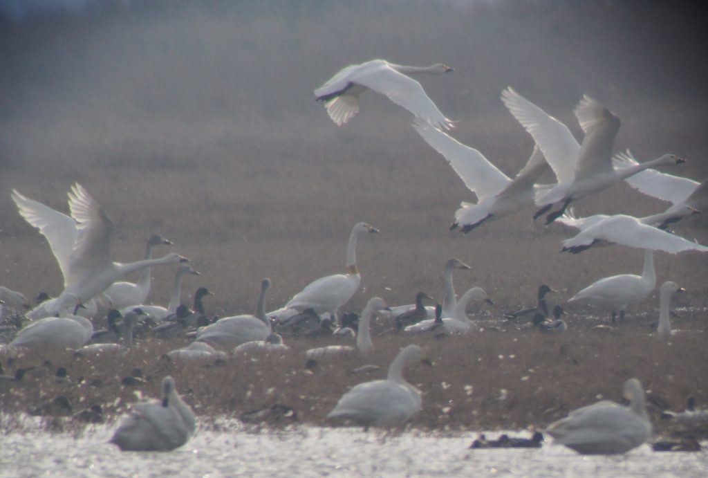 The Bewick's Swan with yellow nexkband marked on 26/12/2014 in the Netherlands, 10/028/2016 (photo Didier Vangeluwe).